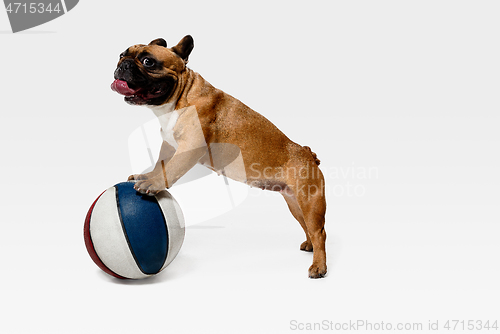 Image of Studio shot of French Bulldog isolated on white studio background