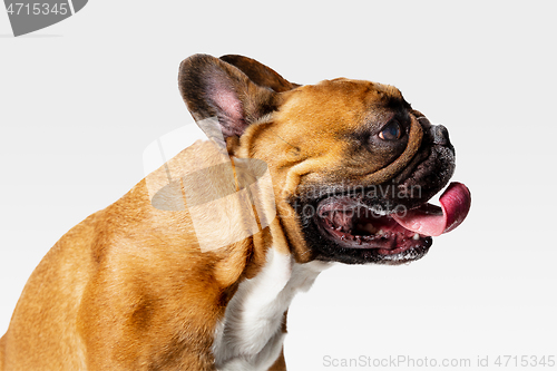 Image of Studio shot of French Bulldog isolated on white studio background