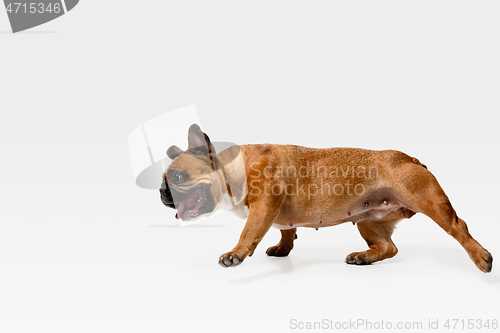 Image of Studio shot of French Bulldog isolated on white studio background