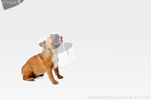 Image of Studio shot of French Bulldog isolated on white studio background