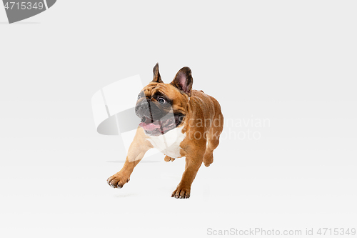 Image of Studio shot of French Bulldog isolated on white studio background