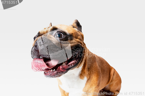 Image of Studio shot of French Bulldog isolated on white studio background