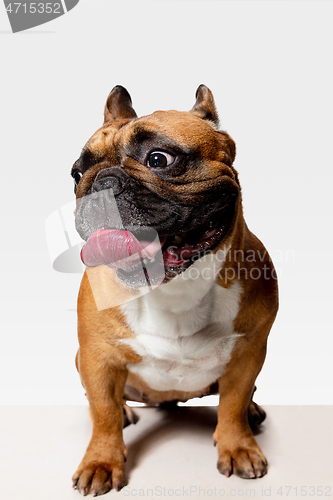 Image of Studio shot of French Bulldog isolated on white studio background