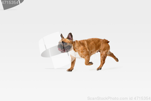 Image of Studio shot of French Bulldog isolated on white studio background