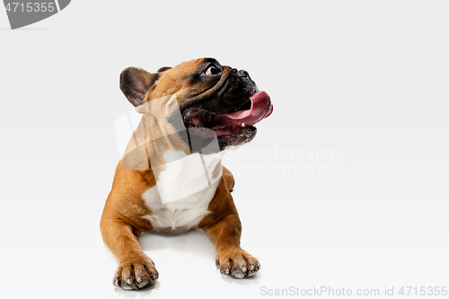 Image of Studio shot of French Bulldog isolated on white studio background