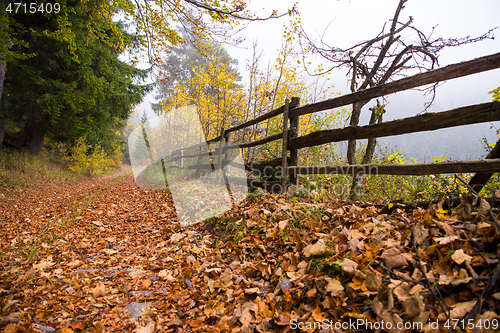 Image of autumnal forest on a foggy morning