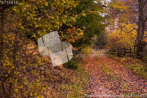 Image of autumnal forest on a foggy morning