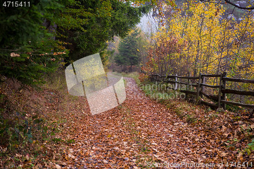 Image of autumnal forest on a foggy morning