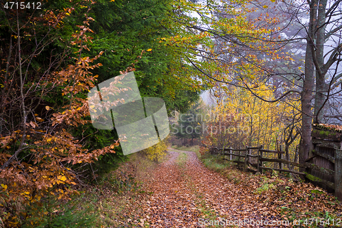 Image of autumnal forest on a foggy morning