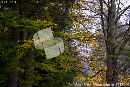 Image of autumnal forest on a foggy morning