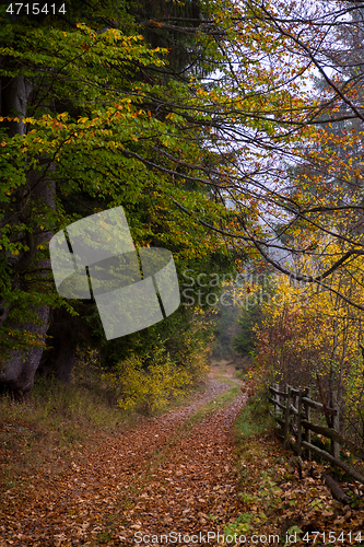 Image of autumnal forest on a foggy morning