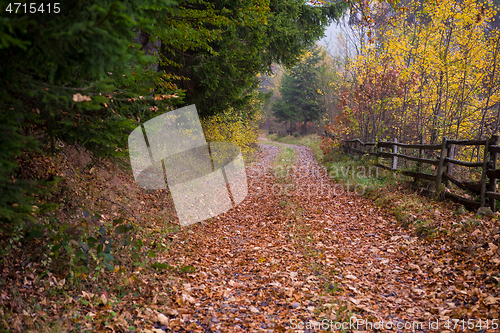 Image of autumnal forest on a foggy morning