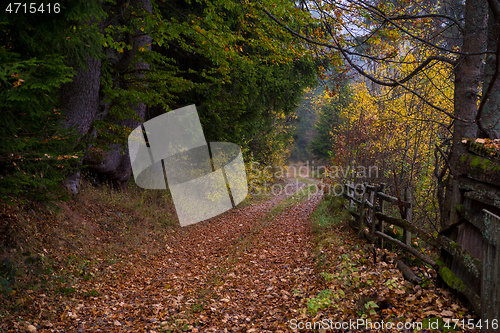 Image of autumnal forest on a foggy morning