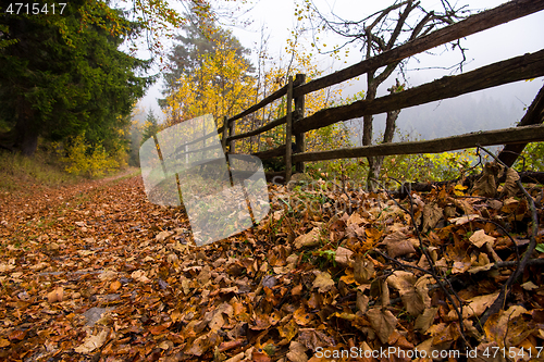 Image of autumnal forest on a foggy morning