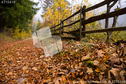 Image of autumnal forest on a foggy morning