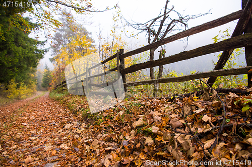 Image of autumnal forest on a foggy morning