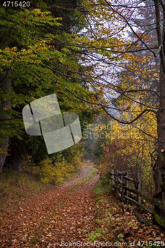 Image of autumnal forest on a foggy morning