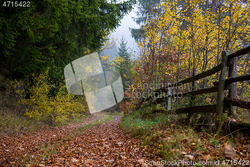 Image of autumnal forest on a foggy morning