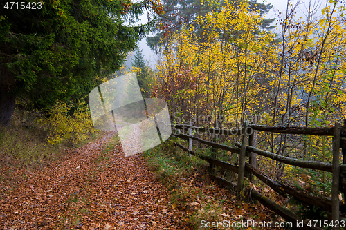 Image of autumnal forest on a foggy morning