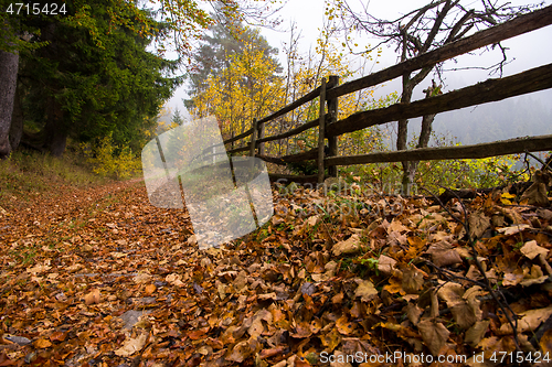 Image of autumnal forest on a foggy morning