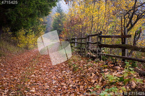Image of autumnal forest on a foggy morning