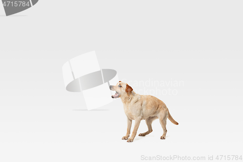 Image of Studio shot of labrador retriever dog isolated on white studio background