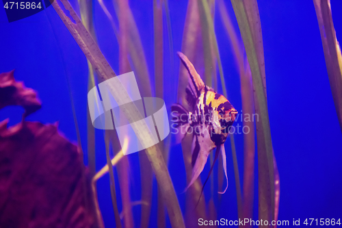 Image of fish swimming in aquarium