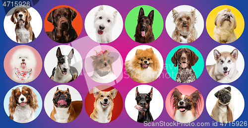 Image of Creative collage of different breeds of dogs on colorful background