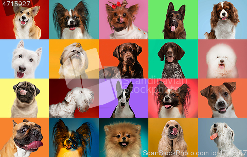 Image of Creative collage of different breeds of dogs on colorful background