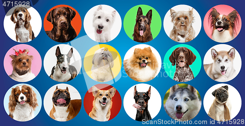 Image of Creative collage of different breeds of dogs on colorful background