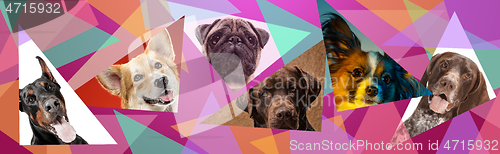 Image of Creative collage of different breeds of dogs on colorful background