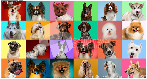 Image of Creative collage of different breeds of dogs on colorful background