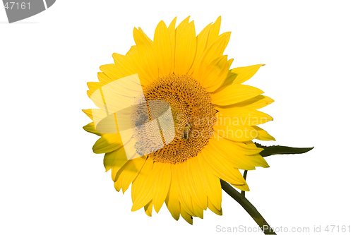 Image of The bees on sunflower