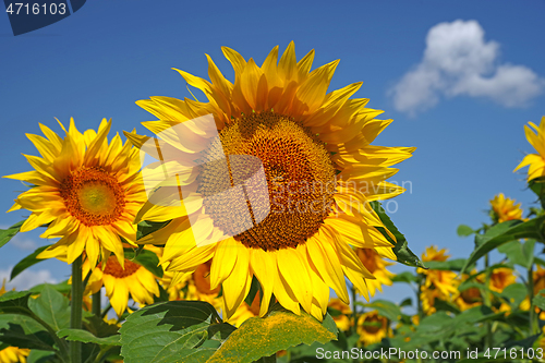 Image of Sunflower and blue sky