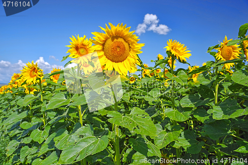 Image of Sunflower field in a summer day