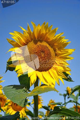 Image of Blooming sunflower and blue sky background