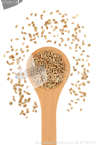 Image of Organic Mulika Wheat Berries