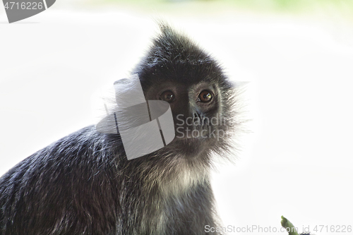 Image of Black and white Surili monkey in Borneo