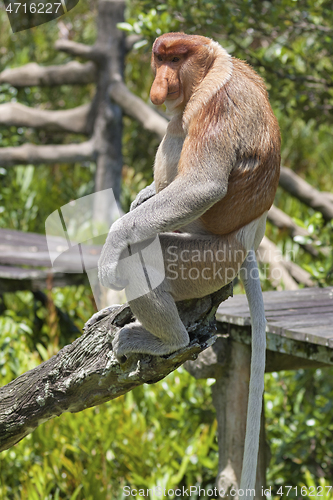 Image of Nose-Monkey in Borneo