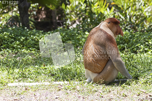 Image of Nose-Monkey in Borneo