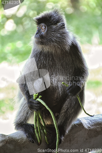 Image of Black and white Surili monkey in Borneo