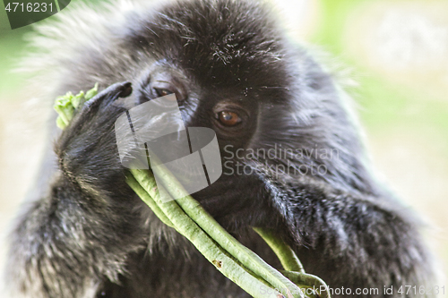 Image of Black and white Surili monkey in Borneo