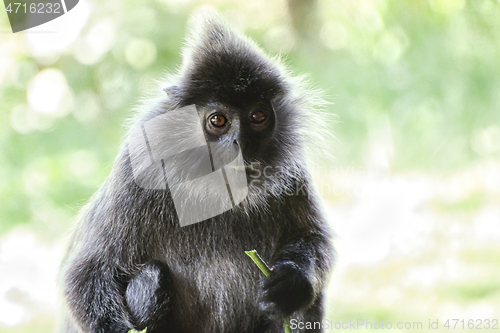 Image of Black and white Surili monkey in Borneo