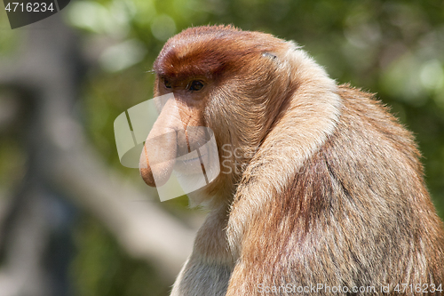 Image of Nose-Monkey in Borneo