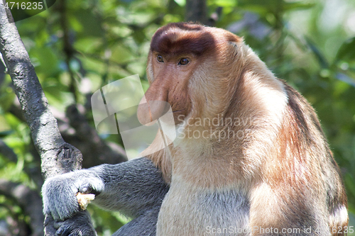 Image of Nose-Monkey in Borneo