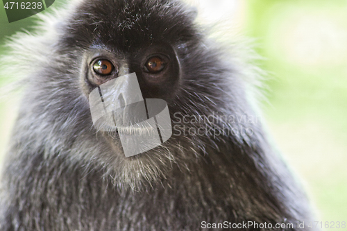 Image of Black and white Surili monkey in Borneo