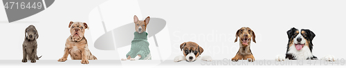 Image of Cute doggies or pets looking happy isolated on white background. Studio photoshots. Creative collage of different breeds of dogs. Flyer for your ad.