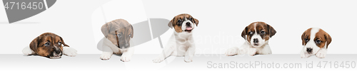 Image of Young dog posing. Cute puppy or pet posing happy isolated on white studio background. Studio photoshots. Creative collage of different breeds of dogs. Flyer for your ad.