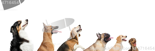 Image of Cute doggies or pets looking happy isolated on white background. Studio photoshots. Creative collage of different breeds of dogs. Flyer for your ad.