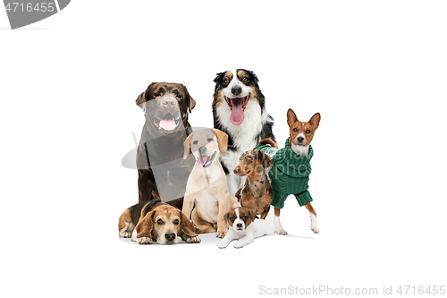 Image of Cute doggies or pets looking happy isolated on white background. Studio photoshots. Creative collage of different breeds of dogs. Flyer for your ad.